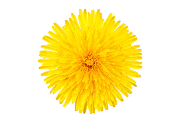 istock Dandelion (Taraxacum Officinale) Isolated yellow flower. 944367984