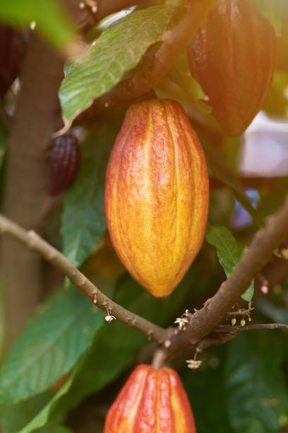 istock Group of cacao fruits 944368290