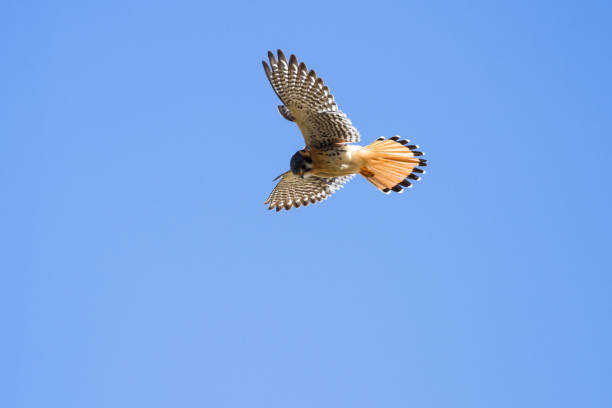 istock beautiful american kestrel 944376166