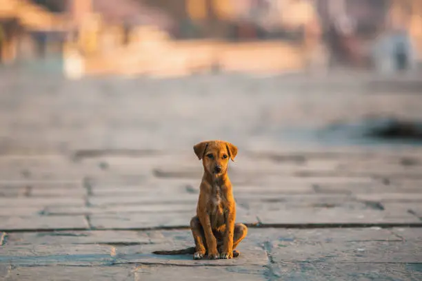 Homeless puppy dog sitting alone in the middle of the street.