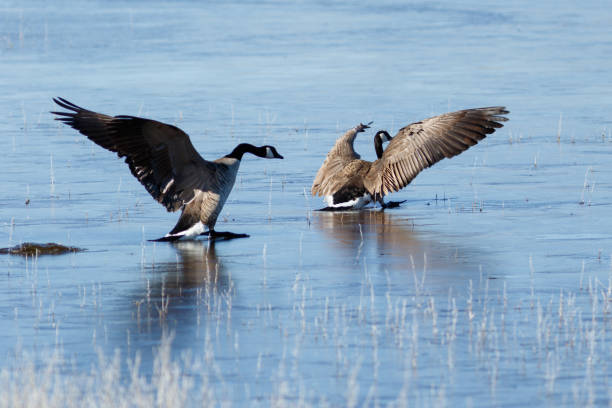 istock Canada geese taking off from icy lake 944376852