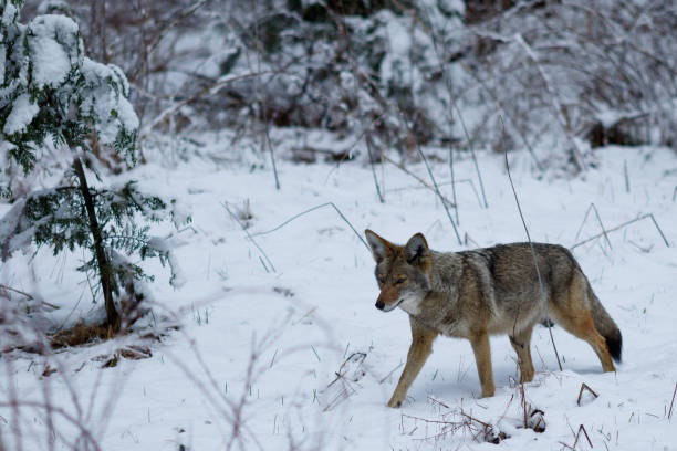 istock Coyote hunting in the snow 944376918