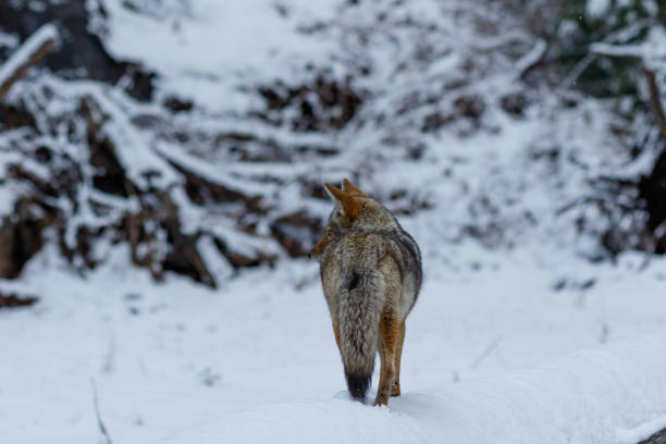 istock Coyote hunting in the snow 944378270