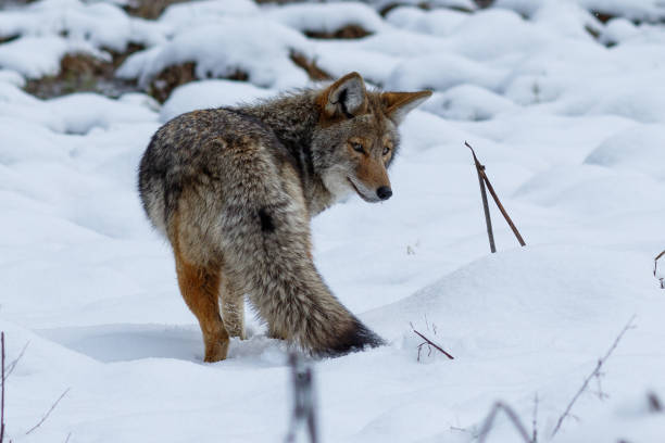 istock Coyote hunting in the snow 944379668