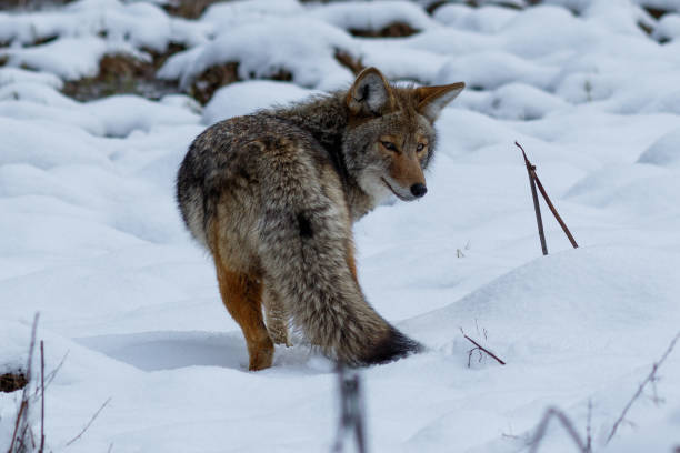 istock Coyote hunting in the snow 944379670