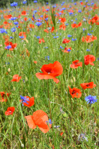 istock Wildflower meadow with red poppy and blue cornflowers. 944380004