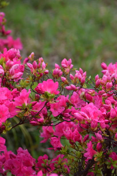 istock Flower of Azalea 944382262