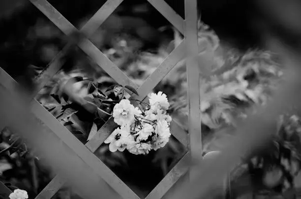 Beautiful and elegant roses in black and white, shot through steal lattice.