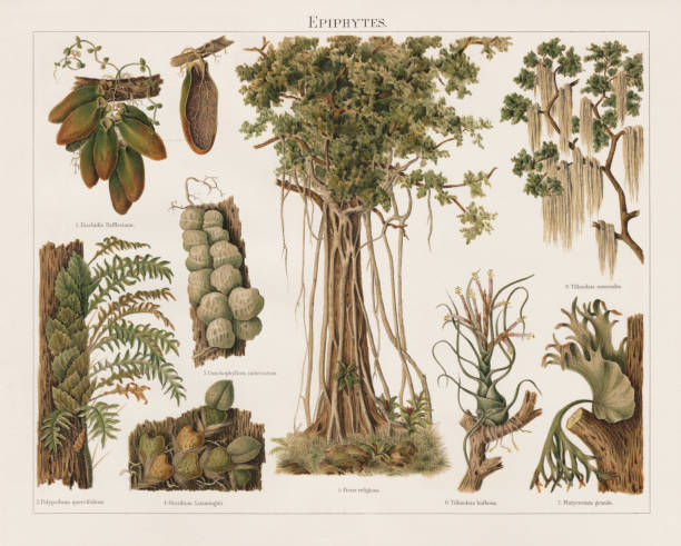 эпифиты, литография, опубликованная в 1897 году - spanish moss stock illustrations