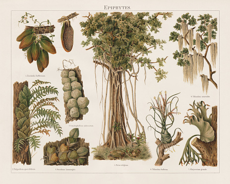 Epiphytes: 1) Malayan urn vine (Dischidia major, or Dischidia rafflesiana) with cross section of a leaf; 2) Polypodium quercifolium; 3) Thruppence urn plant (Dischidia imbricata, or Conchophyllum imbricatum); 4) Psychopsiella limminghei or Oncidium Limminghii; 5) Sacred fig (Ficus religiosa); 6) Bulbous airplant (Tillandsia bulbosa); 7) Elkhorn fern (Platycerium grande); 8) Spanish moss (Tillandsia usneoides). Epiphytes are organisms, that grows on the surface of a plant, without getting involved as with parasites and do not necessarily negatively affect the host. Lithograph, published in 1897.