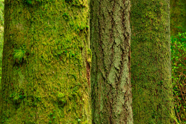 istock Pacific Northwest forest and Douglas fir trees 944389532
