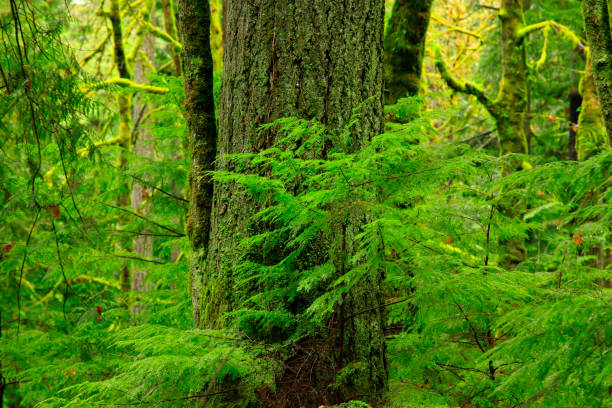 istock Pacific Northwest forest and Douglas fir trees 944389550