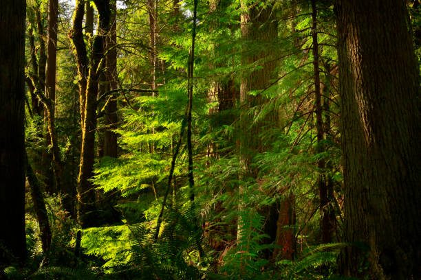 istock Pacific Northwest forest and Douglas fir trees 944389618