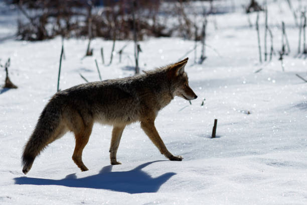 istock Coyote hunting in the snow 944390772