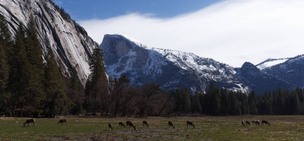 Two views of the Half Dome granite formation at Yosemite National Park in California. Famous for its' unique shape of one side being a sheer drop with the other three being rounded and sloped.