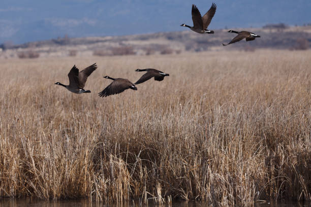 canadá gansos despegar - tule lake national wildlife refuge fotografías e imágenes de stock