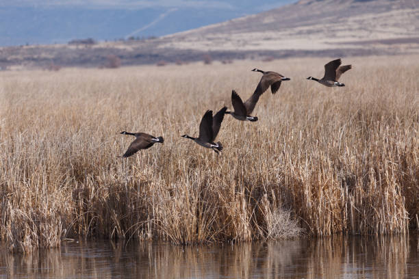 canadá gansos despegar - tule lake national wildlife refuge fotografías e imágenes de stock