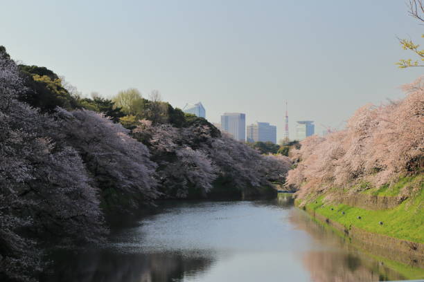 istock Cherry blossoms in Chidori-ga-fuchi 944393606