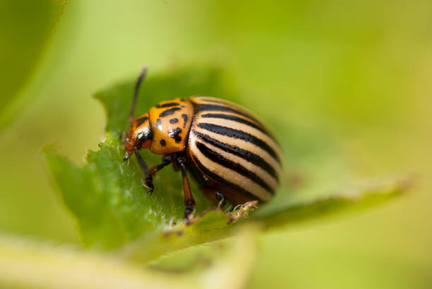 istock The Colorado potato beetle (Leptinotarsa decemlineata) 944393620