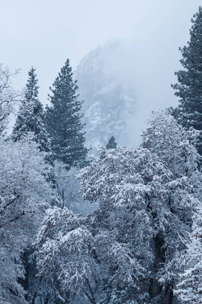 istock Snow covered trees in Yosemite Valley 944393772
