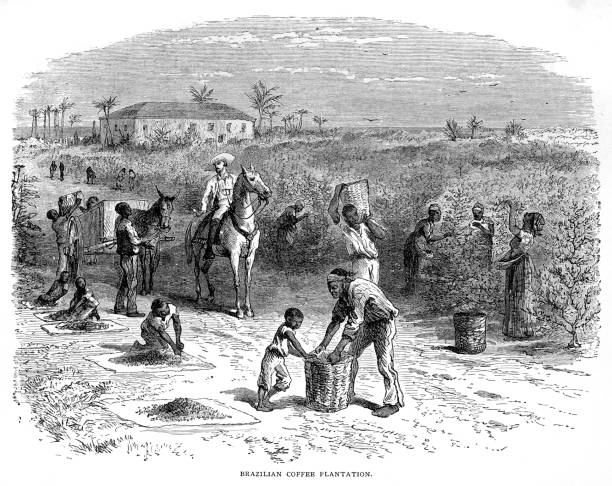 Coffee plantation Harper's School Geography, New York, Harper's and Brothers, 1881. slave plantation stock illustrations
