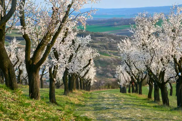 View of almond tree blooming with beautiful flowers
