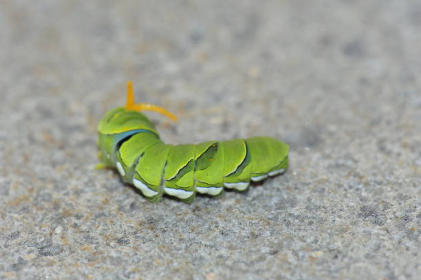 istock The larva of a butterfly 944402182
