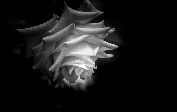 A rose flower in sunlight