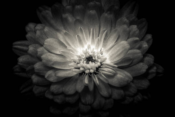 istock Single Beautiful Dahlia closed up with B&W color 944405892