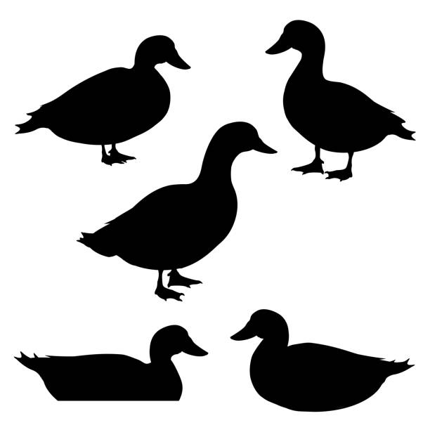 ilustraciones, imágenes clip art, dibujos animados e iconos de stock de conjunto de siluetas de patos - pato macho