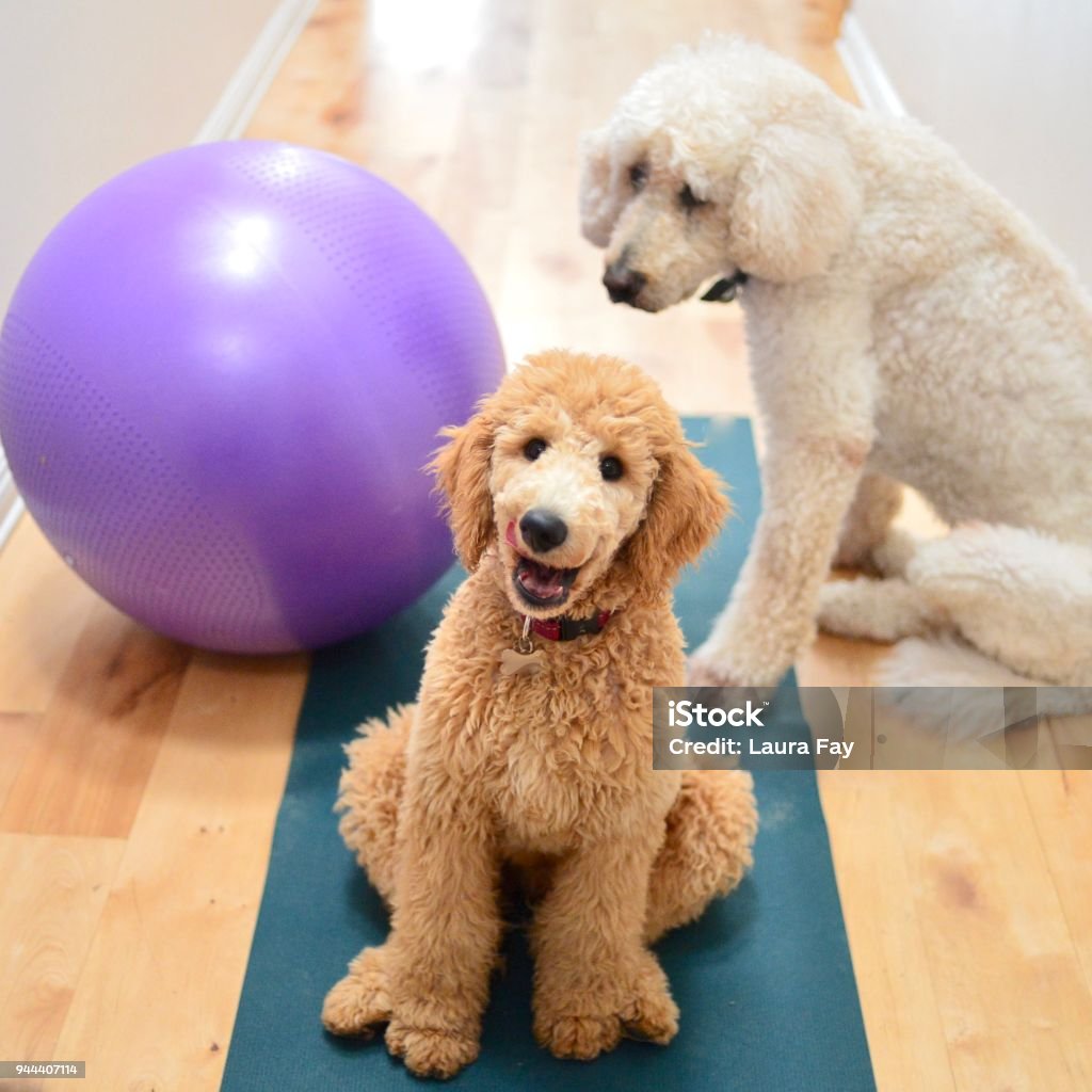 Yogi Pets Standard Poodle Puppy at Yoga Studio Goldendoodle Stock Photo