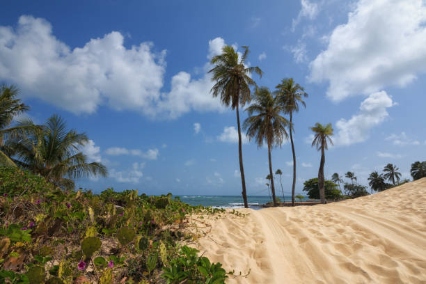 istock Genipabu beach and sand dunes 944411954