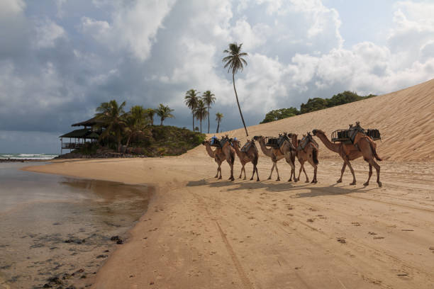 istock Dromedaries in Genipabu, Natal Brazil 944411990