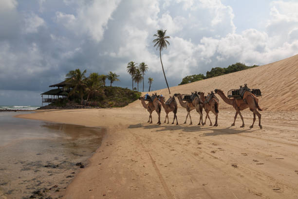 巴西出生于 genipabu 的駱駝 - natal 個照片及圖片檔