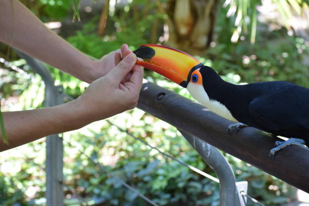 istock Giant toucan (Ramphastos toco) fighting with a visitor at the zoo 944414336