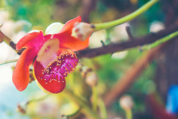 istock Shorea robusta flower or Sal tree flower on the tree with nature tree bokeh background 944414896