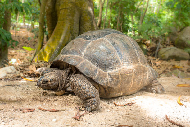istock Giant turtles in Seychelles. Animals. 944415560