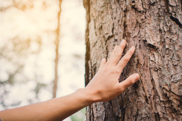 istock Man touching big tree color of hipster tone selective soft focus 944416224