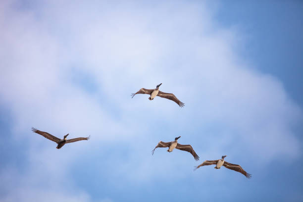 istock Brown pelican bird Pelecanus occidentalis flying 944419202