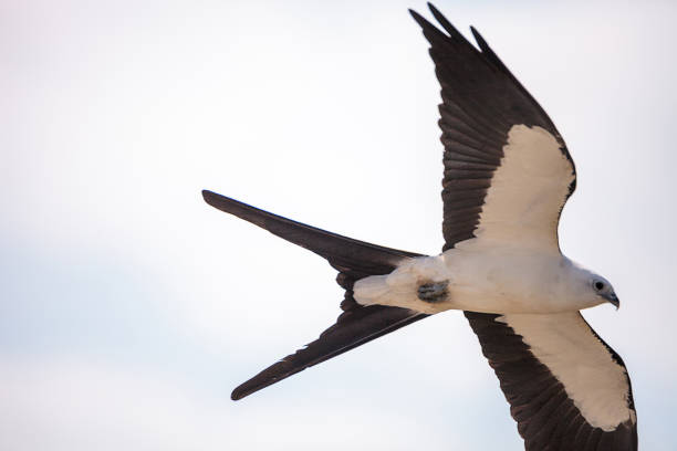 Swallow-tailed kite flies across a blue sky over Tigertail Beach on Marco Island, Florida