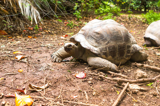 istock Giant turtles in Island Seychelles. 944427958