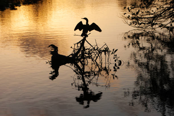 istock twilight at the wetlands 944428692