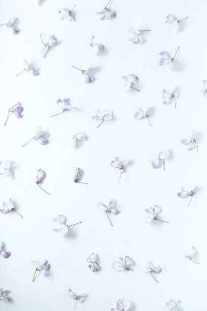 istock Wisteria flower backgrounds 944429078
