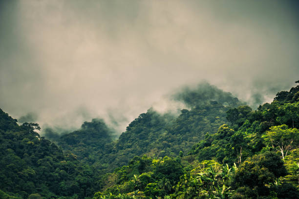 istock Natural Philippines in the mountains and valleys 944431116