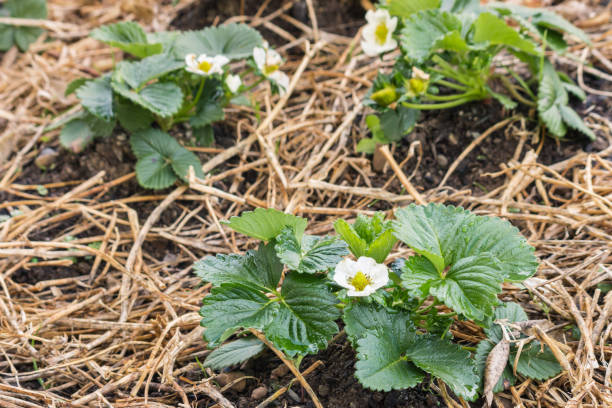 fraises semis croissant sur de la paille dans le jardin - strawberry plant photos et images de collection