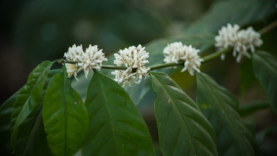 Bunch Of Coffee Flower Blooming On Tree