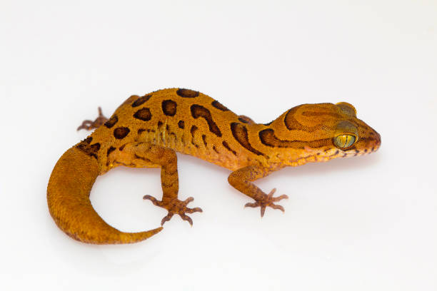 istock Clouded ground gecko, Cyrtodactylus nebulosus. Chhattisgarh, India 944439388