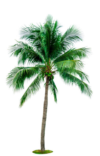istock Coconut tree isolated on white background with copy space. Used for advertising decorative architecture. Summer and beach concept. Tropical palm tree. 944439524