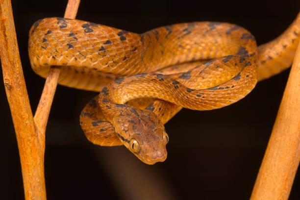 istock Beddome's cat snake, Boiga beddomei. Pune district, Maharashtra, India 944439976