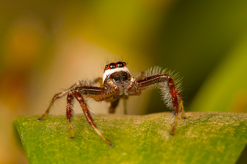 Male jumping spider Telamonia dimidiata, close-up